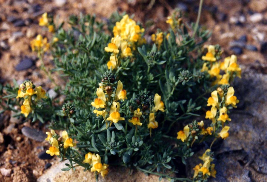 Linaria supina photo